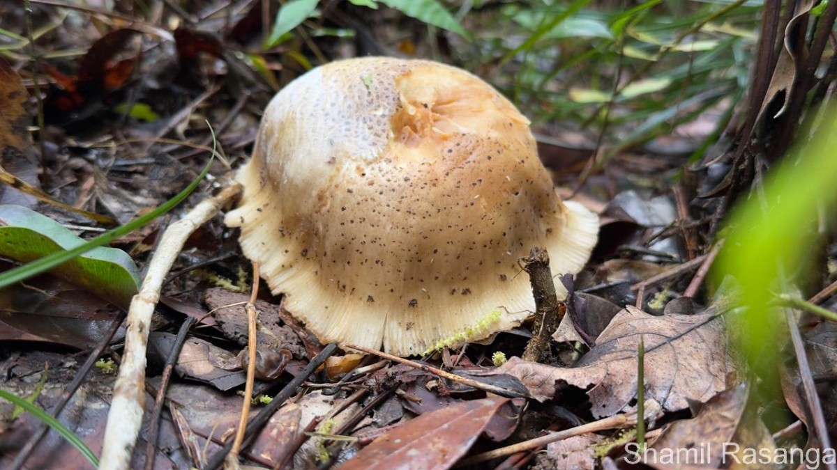 Pleurotus giganteus (Berk.) Karun. & K.D.Hyde